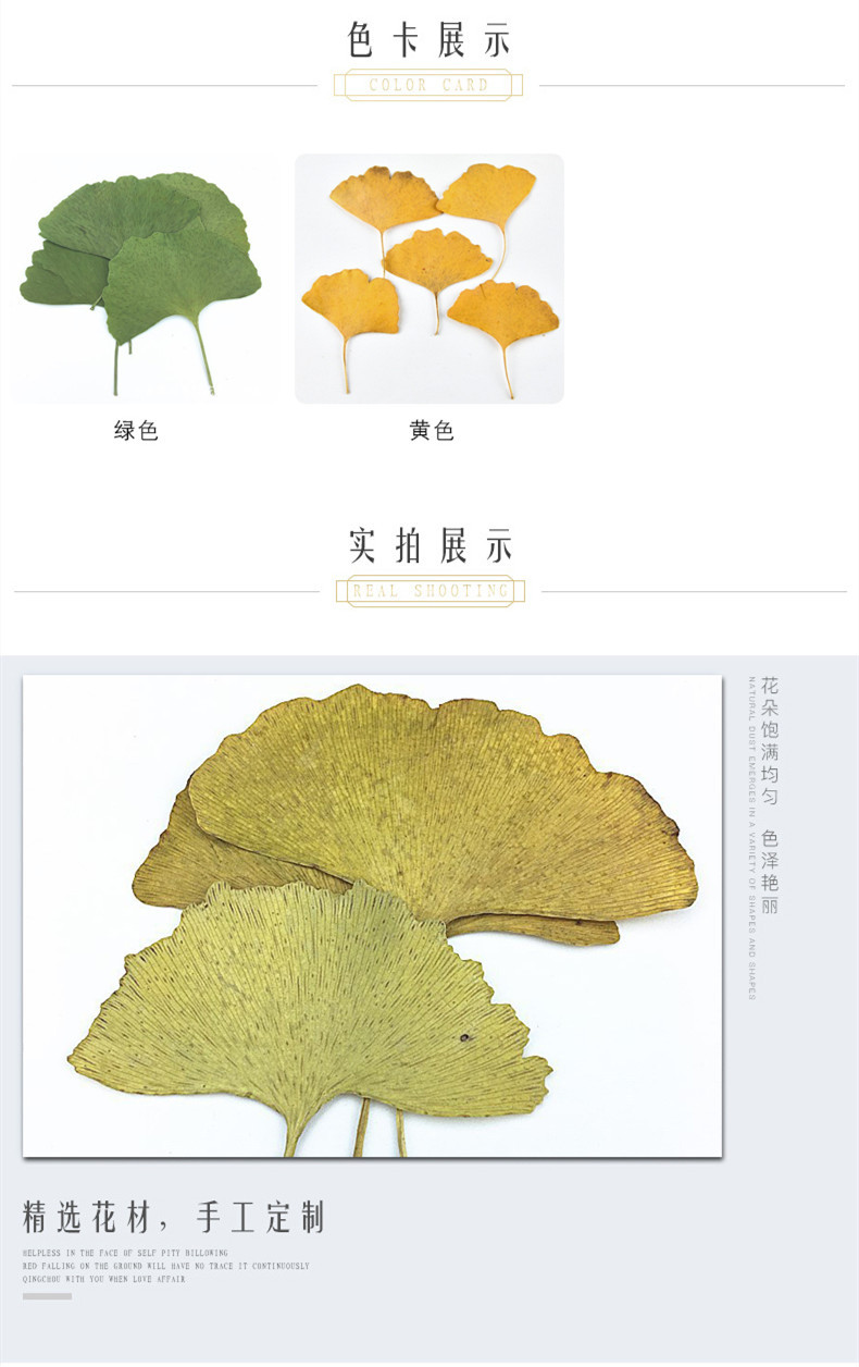 银杏叶 带枝干花 植物标本干花压花手机壳书签幼儿园手工树叶贴画