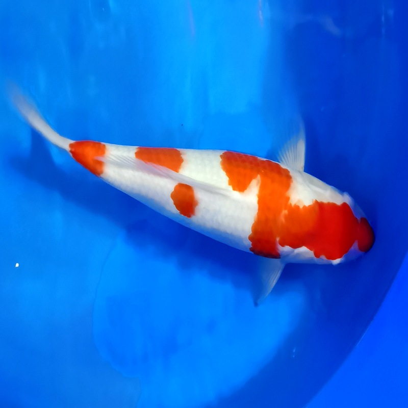 日本锦鲤活体种红白锦鲤 鱼苗鱼观赏鱼大部分地区包邮包活