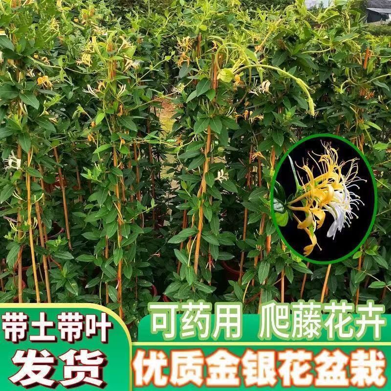四季金银花树苗盆栽地栽爬藤当年开花食用药忍冬红色耐寒花卉南北