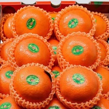 沃柑现摘爆甜广西武鸣桔橘子甜应季新鲜水果非丑橘10斤厂家