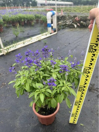 蓝花鼠尾草 公园盆栽园林景观小区绿化 批发鼠尾草苗-阿里巴巴