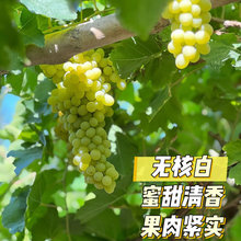 新疆无核白葡萄新鲜水果孕妇现摘吐鲁番无籽葡萄马奶提小蜜蜂青提