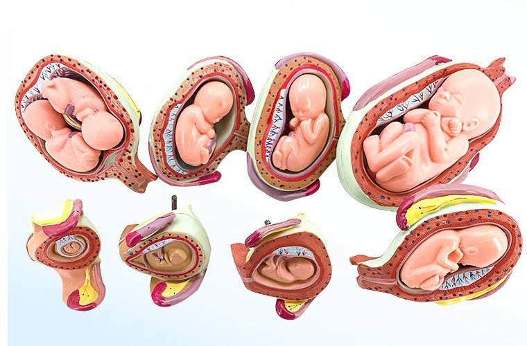 妊娠胚胎发育过程模型qz-11335