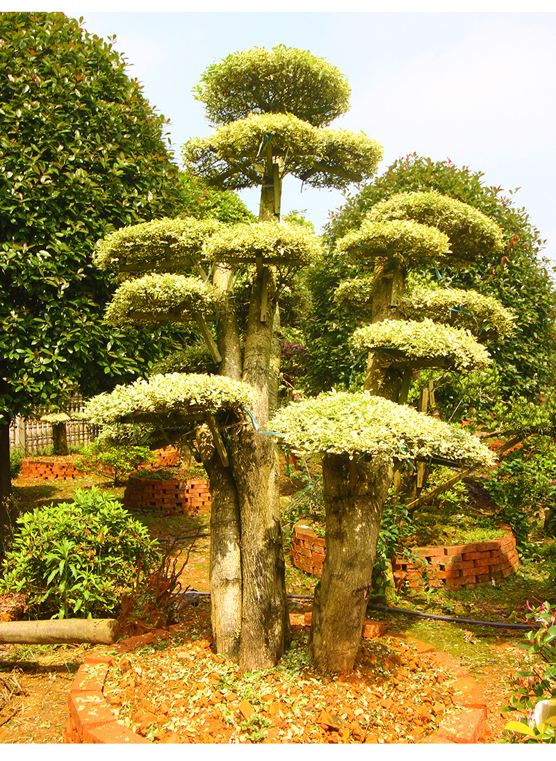 造型金姬女贞桩 园林造型树金姬小蜡景观乔木绿化风景树苗批发