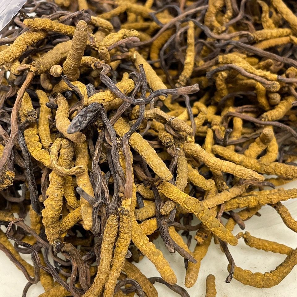 冬虫夏草野生冬虫草虫草王滋补甘孜非那曲虫草礼盒包邮包邮-阿里巴巴