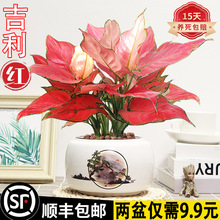 吉利红盆栽绿植花卉如意皇后室内客厅好养易活美观红火植物大盆景