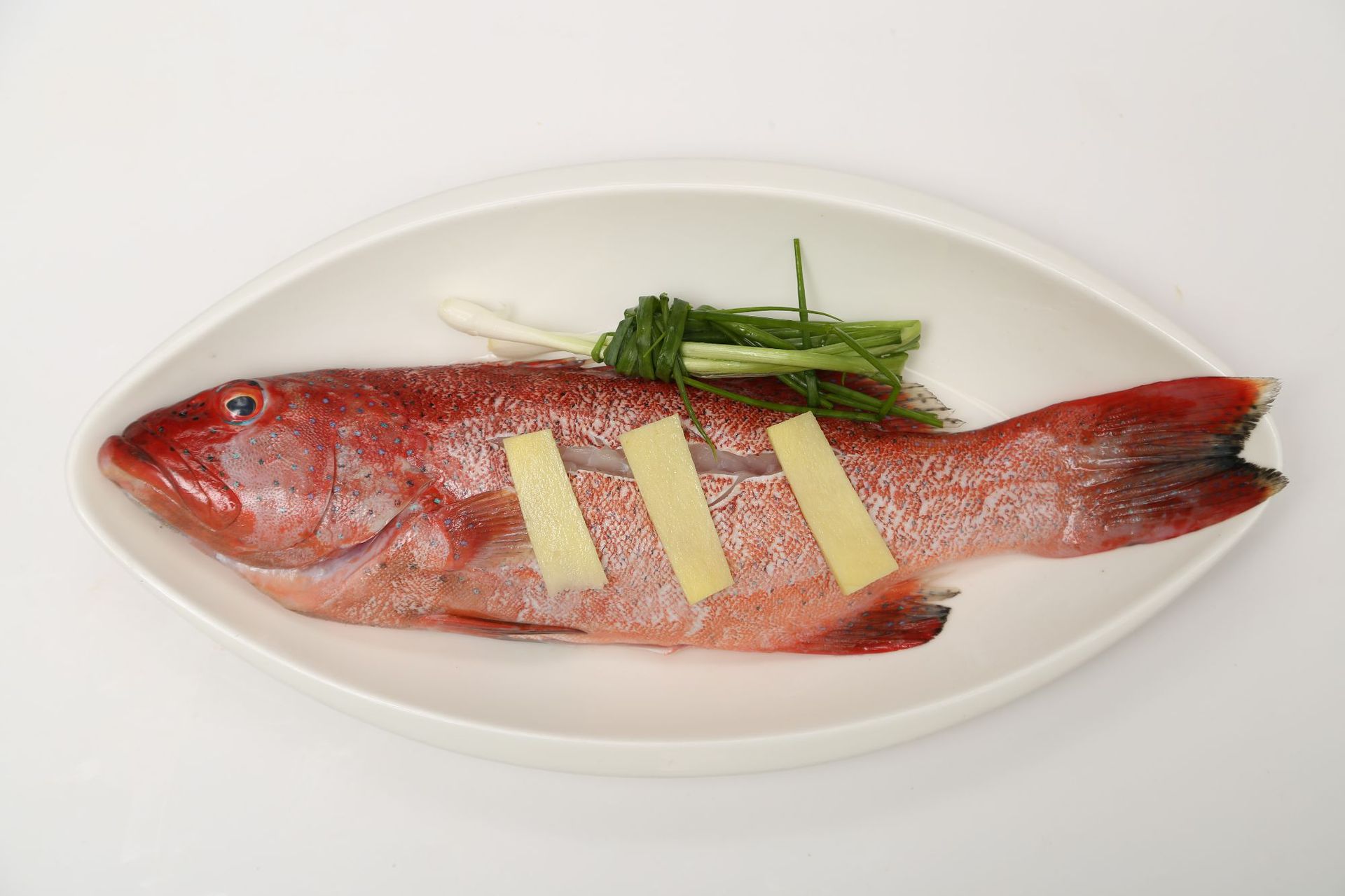 东星斑鲜活石斑鱼生猛海鲜水产深海鱼燕尾斑冷冻批发酒楼商用零售