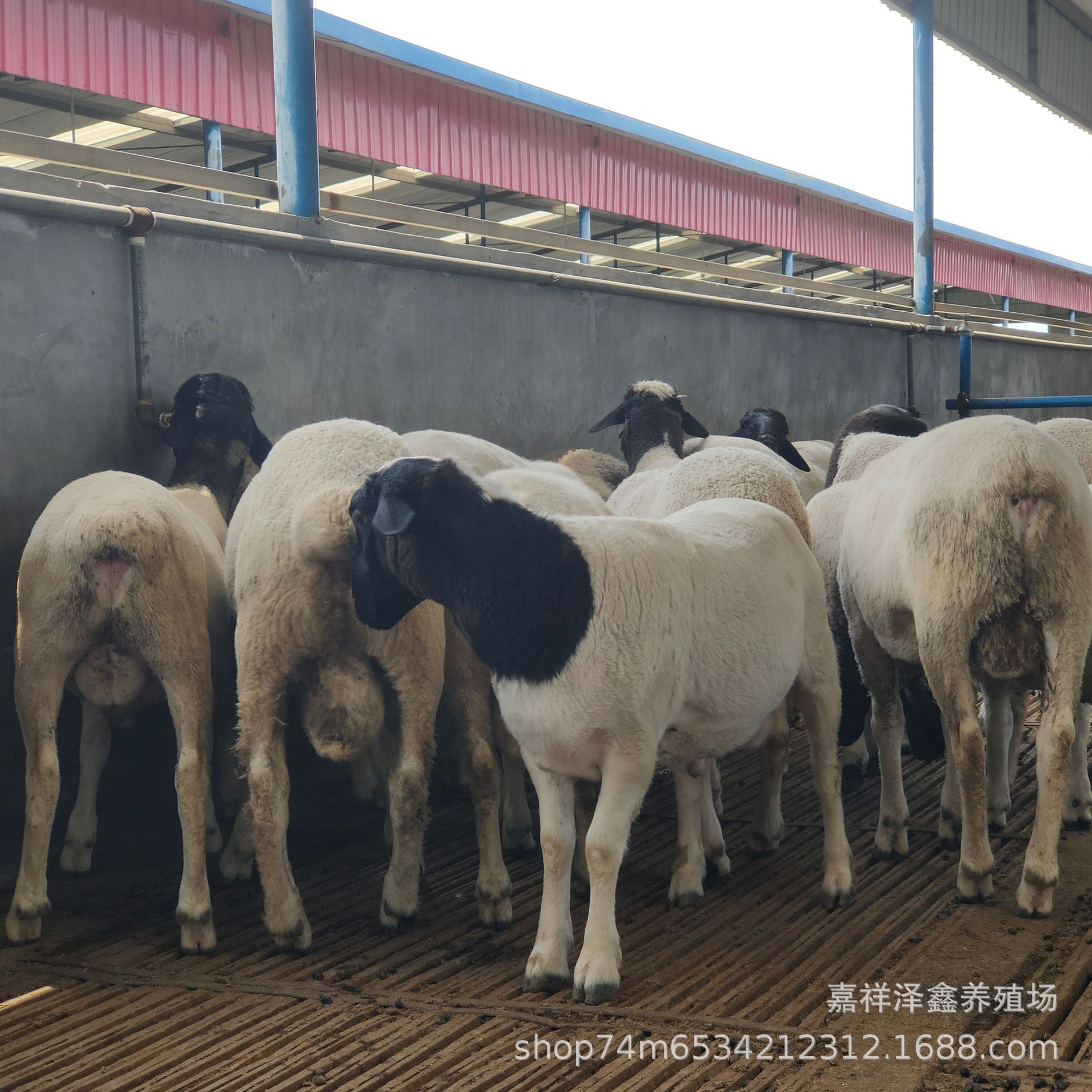 纯小尾寒羊活体肉羊 湖羊小公羊头胎二胎怀孕母羊 羊羔羊苗多少钱