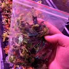 食人花吃虫驱蚊绿植捕蝇草裸根苗食虫植物种苗批发不分品种大小苗