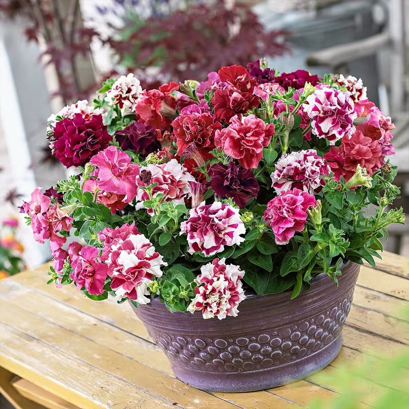 直立重瓣矮牵牛花旋转双瀑布系列四季开花盆栽花卉植物好养种子