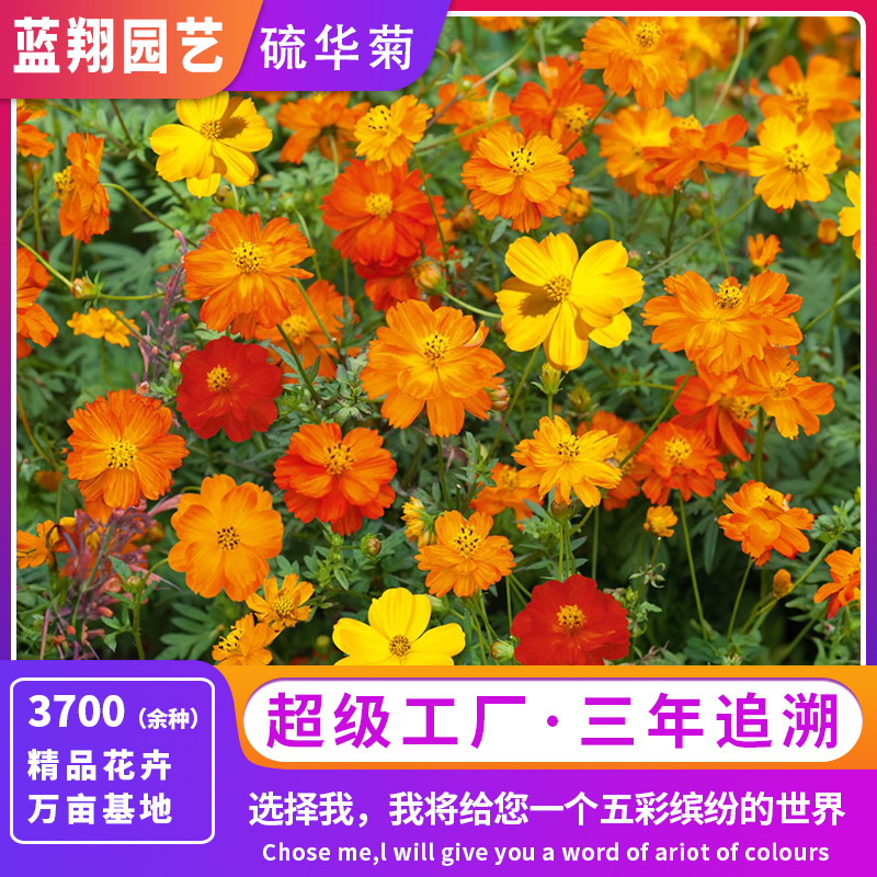 厂家批发高杆硫华菊种子耐旱植物种子景观绿化花海四季种花卉籽