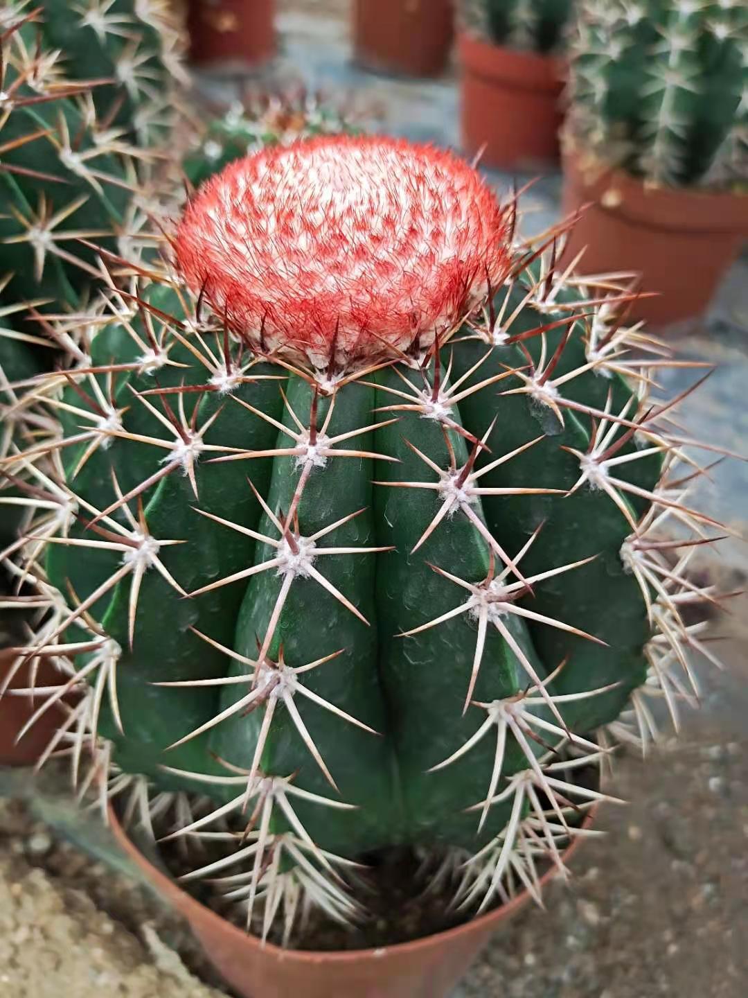 实生层云仙人球8粒一件开花仙人球云座球属强刺属植物盆栽