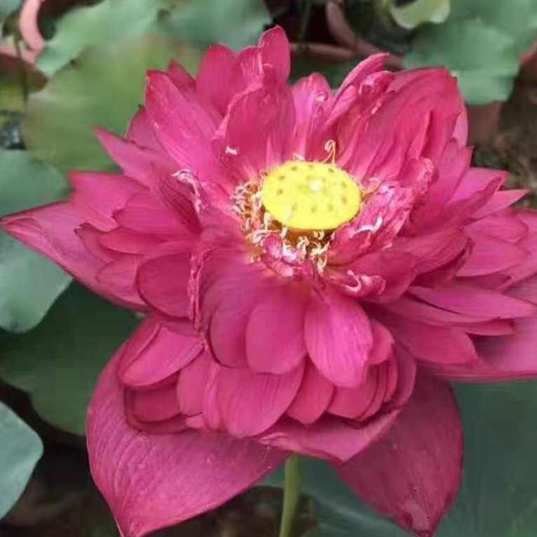 水生植物 荷花 粉唇 桃红 红莲 品种齐全 西湖荷花 盆栽 大量