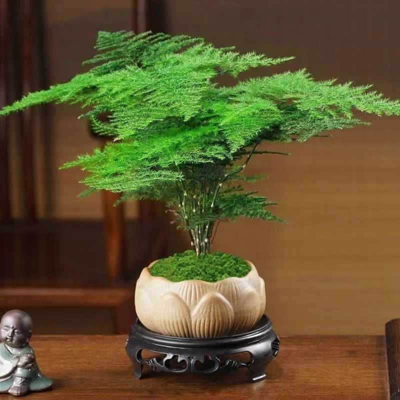 绿植办公室云竹桌面室内四季常青客厅好养花卉盆景文竹盆栽植物小