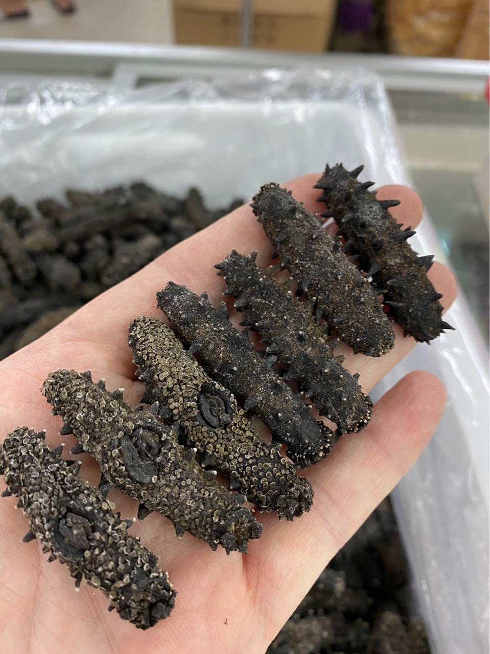 福建纯淡干海参辽参干度好泡发高工厂一手货源30405060607080100