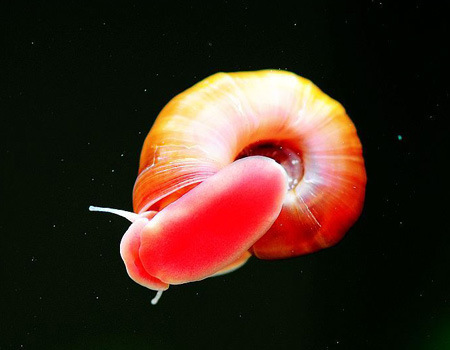 繁殖豹纹螺养易水族箱清洁螺除淡水极好螺螺藻观赏批发