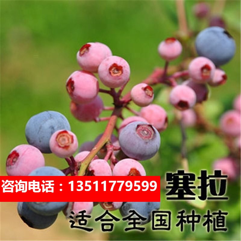 蓝莓苗盆栽地栽果树苗蓝梅树苗蓝莓苗四季南北方种植带原土发货