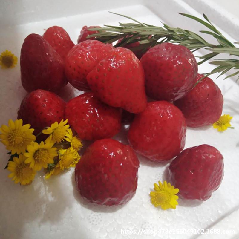 新鲜冷冻草莓丹东水果酱速冻草莓果粒奶茶店冷饮店专用5斤包邮