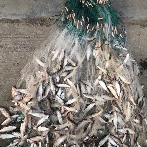 单层1 2 3 指 渔网 单层粘鱼网 餐鱼网 小白条 三层渔网粘网丝网