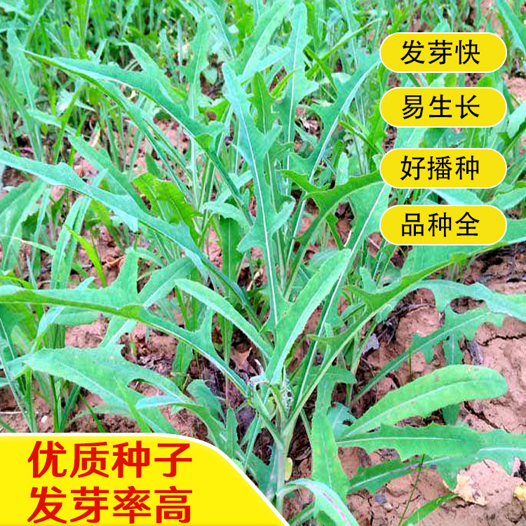 苦荬菜种子苦卖菜高营养产量牧草种子高苦麻菜种子苦麦菜养殖良草