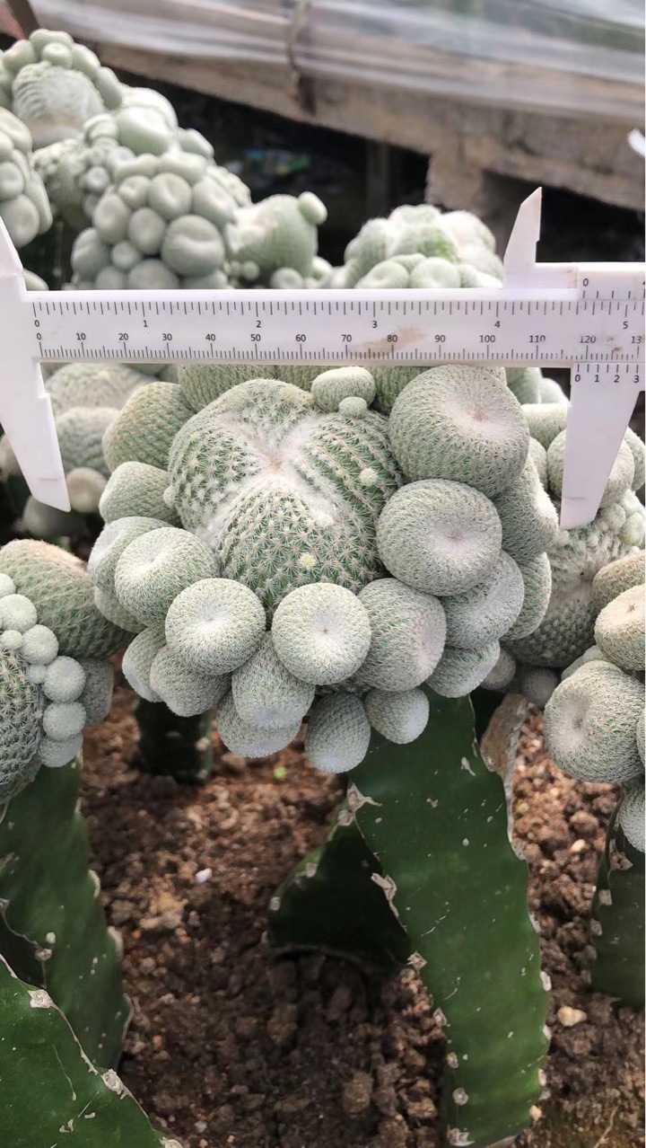 仙人球科不含盆多肉植物嫁接带柱子仙人球月世界群生仙人球批发