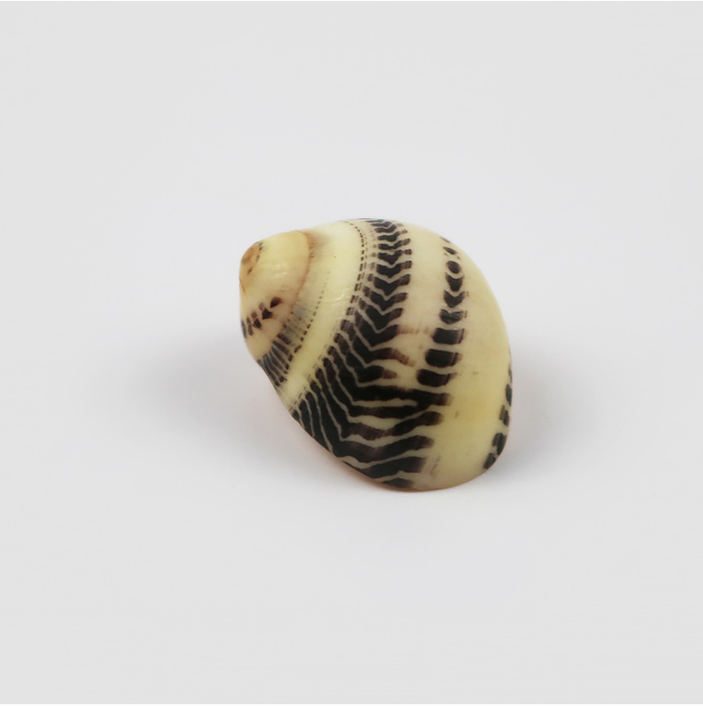 厂价批发天然海螺贝壳小衣螺花纹鱼缸造景手工diy漂流瓶家居装饰