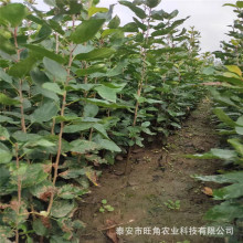 甜茶树苗 药材杜仲苗现挖现卖嫁接苹果占木 质优价廉苹果小苗