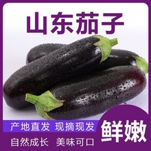 茄子现摘新鲜长茄子1/3/5斤装农家自种大茄子黑嫩时令应季紫茄子