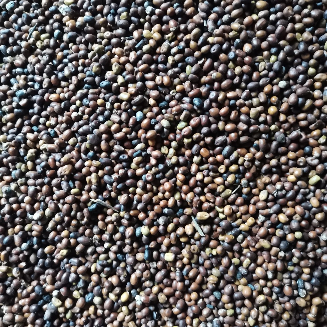 新产苦参种子,苦参种子发芽率高