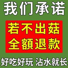 羊肚菌菌种种植包野生菌懒人种植蘑菇金针菇羊肚菌四季高产可食用