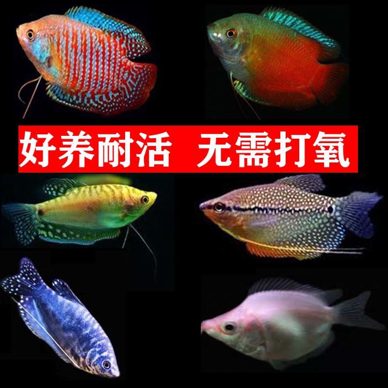 黄蓝曼龙鱼七彩蓝血丽丽马甲观赏小型热带鱼接吻鱼好养不打氧