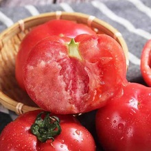 西红柿攀枝花番茄高原露天洋柿子自然熟沙瓤新鲜生吃新鲜果蔬当季