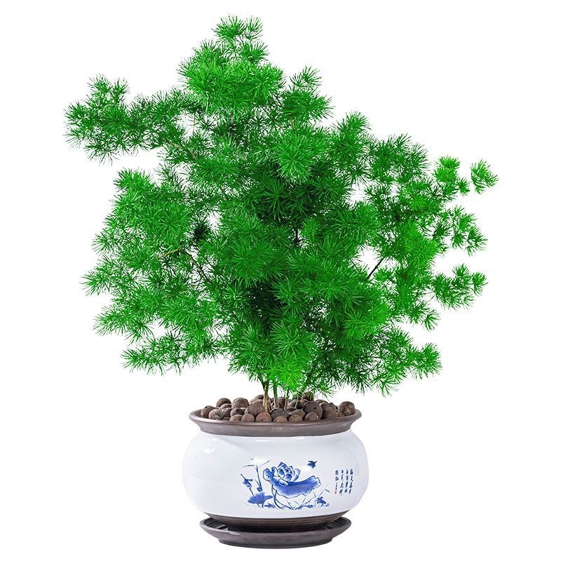 蓬莱松盆栽植物室内花卉去甲醛四季常青生肖猴招财桌面绿植小盆景