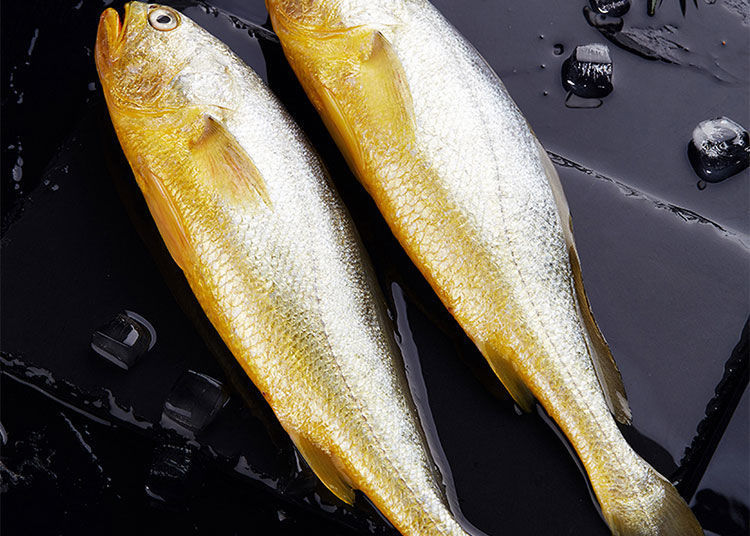 舟山东海深海养殖冷冻黄鱼新鲜袋装包装大黄鱼黄花鱼海鲜鲜活批发