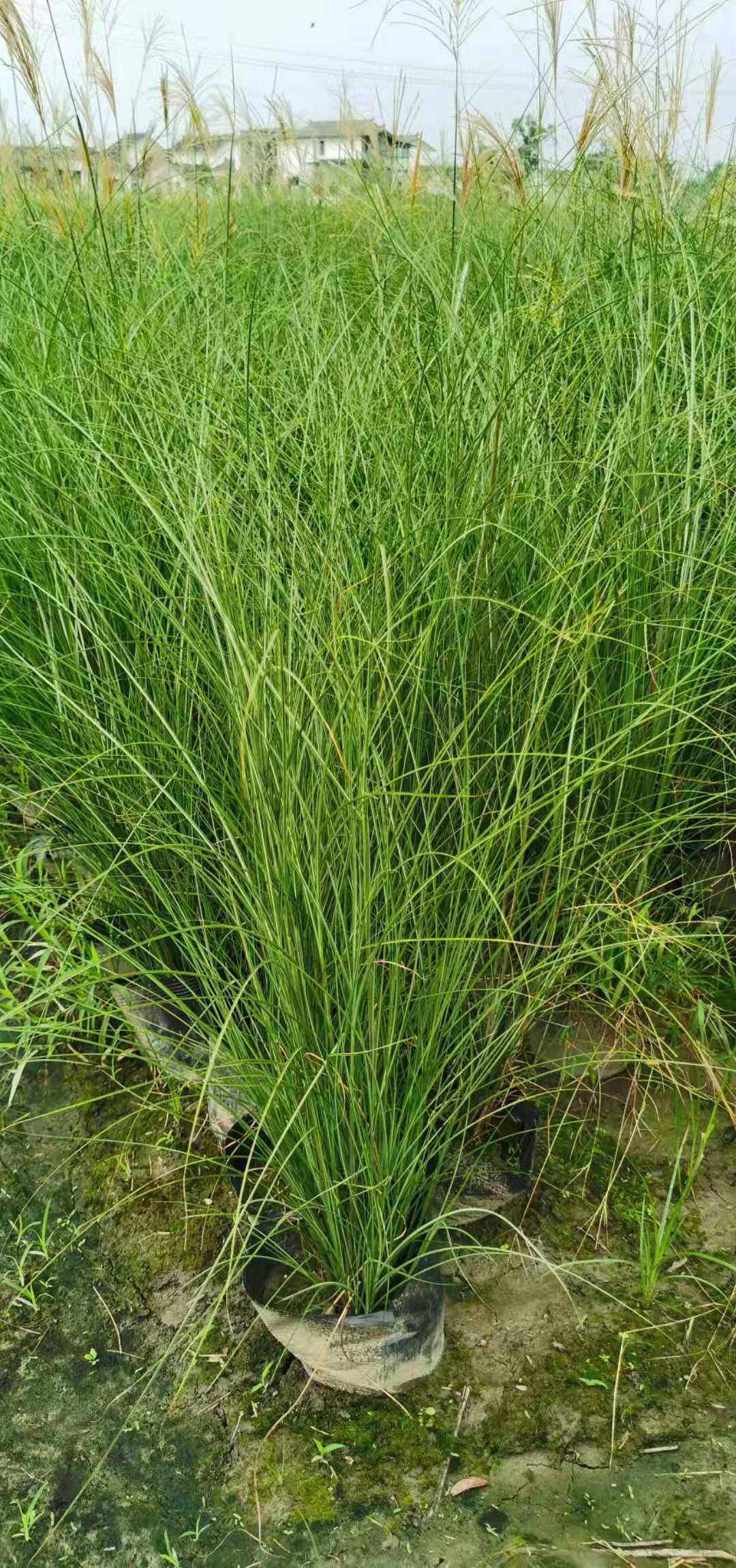 细叶芒水生植物湿地工程绿化观赏草细叶芒杯苗河道造景别墅植物