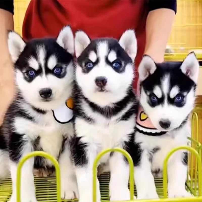 哈士奇幼犬纯种烟灰色梦幻色蓝眼二哈雪橇犬活体家养宠物狗狗幼崽