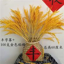 天然稻穗干花装饰麦穗大麦穗丰收稻谷稻子五谷丰登干玉米棒子摆件