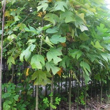 构树 林木 构树苗 又名褚桃 构树苗 种子当年新采基地发货