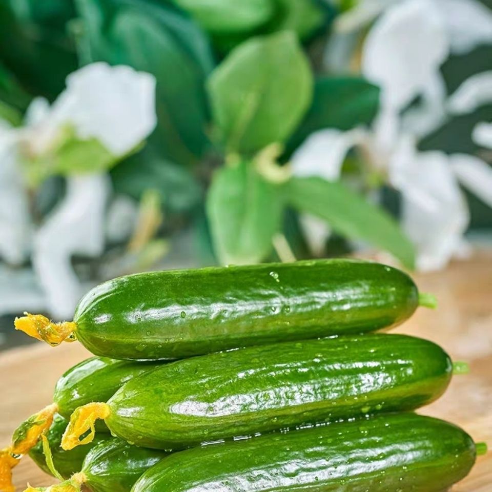 水果黄瓜荷兰小青瓜翠嫩乳瓜山东基地直发餐饮生鲜瓜果类蔬菜十二