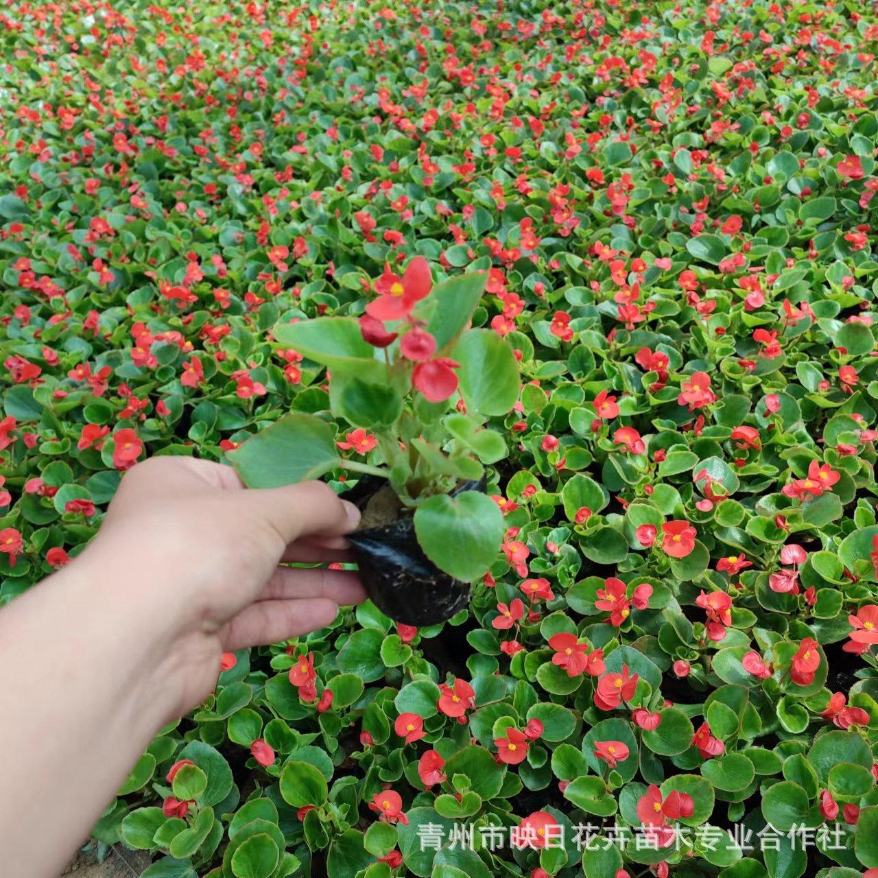 四季海棠花盆栽苗基地批发小苗道路公园绿化用苗绿叶红花红叶红花