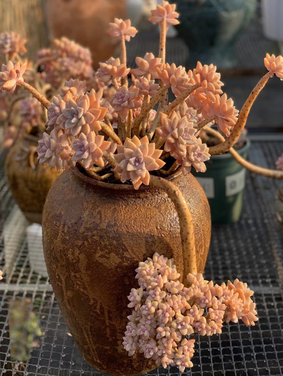云南多肉植物老桩 淡雪多肉老桩 多肉淡雪老桩 淡雪朵朵缀化