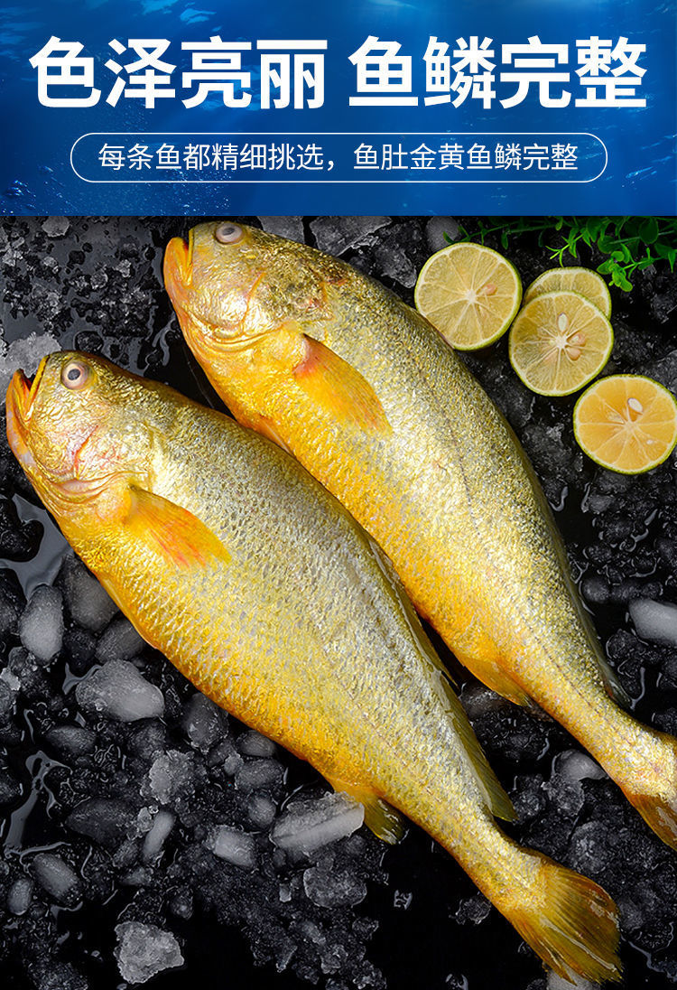新鲜深海大黄鱼宁德黄花鱼1-5斤非东海黄鱼现捕现发鲜活冷冻顺丰