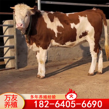 西门塔尔牛肉牛犊400-500斤左右大个体肉牛犊成活率高 白头花牛犊