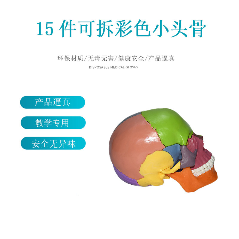 ly production of high quality human bones model detachable 15 parts 1/2 small skull color human anatomy model