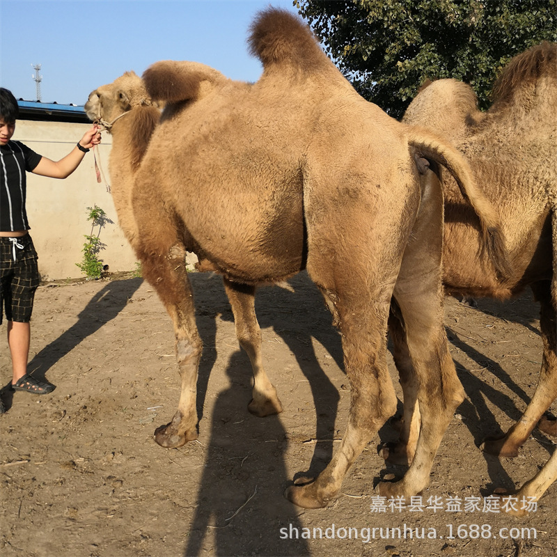 旅游可骑乘活体1-3岁双峰骆驼价格 动物园观赏租赁骆驼活体养殖场