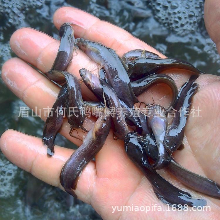 经营部10年【四川眉山】供应杂交大口鲶鱼苗 3cm鲇鱼鲶鱼批发060