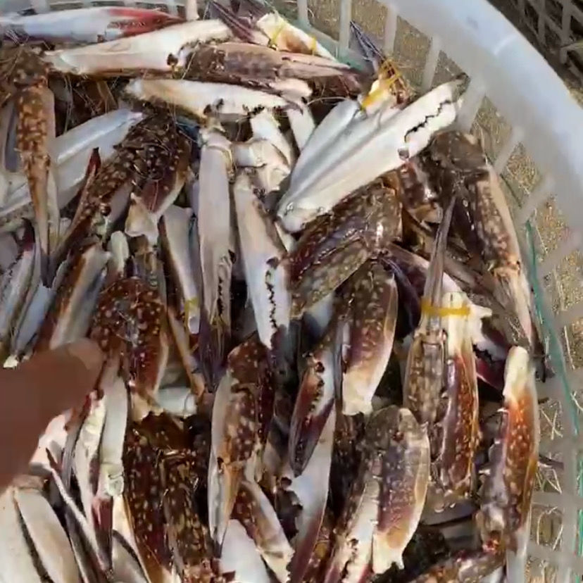 梭子蟹钳大号蟹钳小号蟹钳批发零售3斤-阿里巴巴