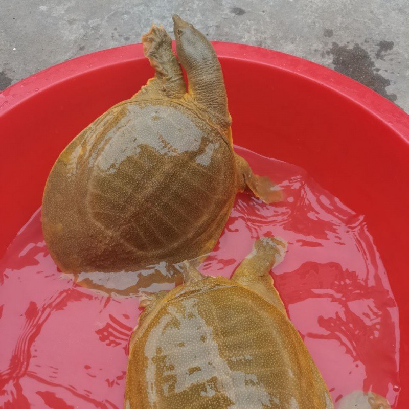 正宗黄河老甲鱼生态野养中华鳖新鲜王八水库鱼水鱼团鱼大老鳖