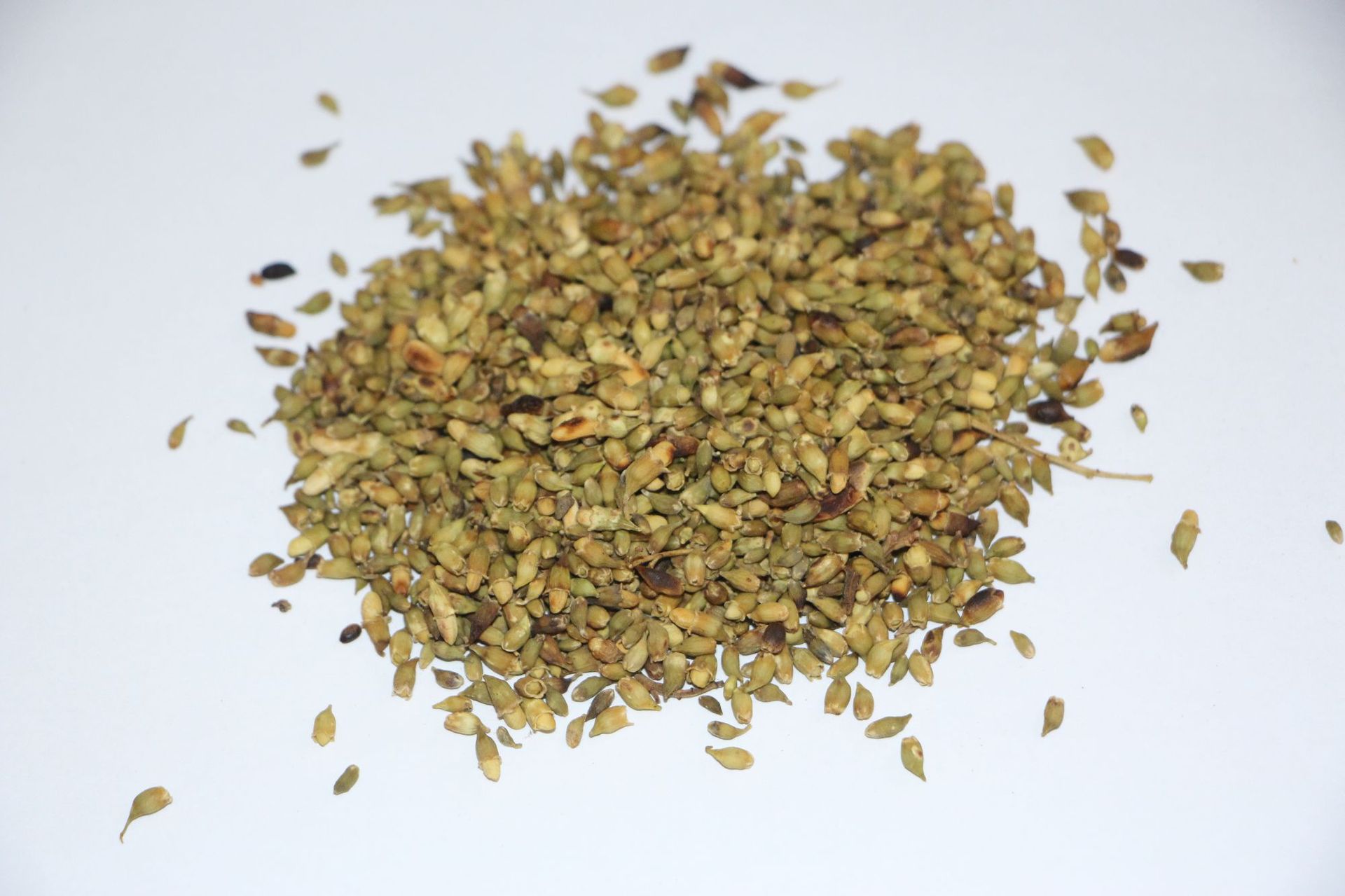 金叶子药业 中药材炒槐米 货源充足 检测合格-阿里巴巴