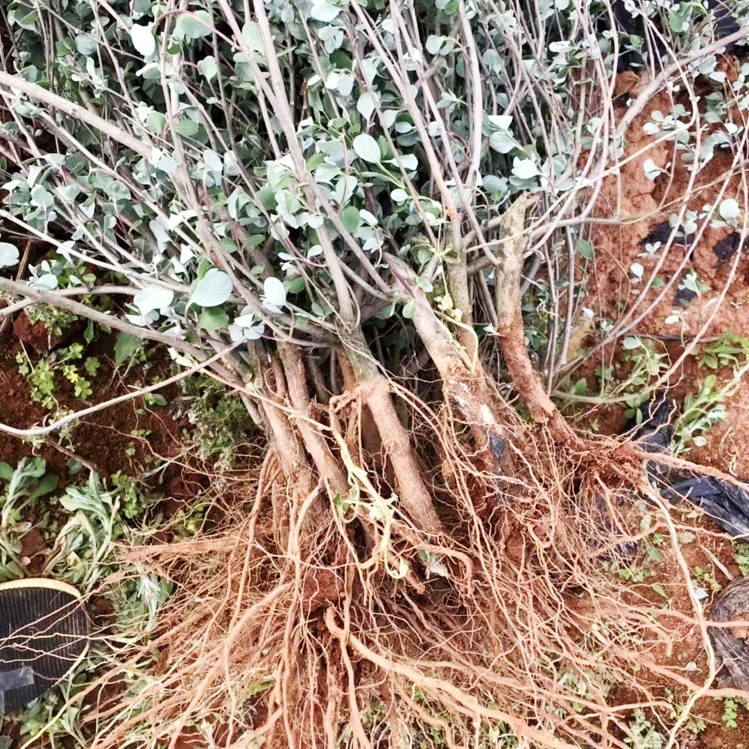 江西单叶蔓荆子树苗枝条种子万京蔓青子白背草万漫蔓青子实育刀金
